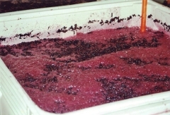 Photo of grapes being processed in cellar.